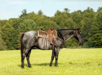 American Quarter Horse, Castrone, 12 Anni, Roano blu