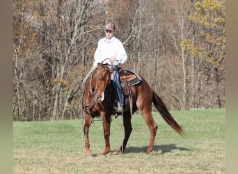 American Quarter Horse, Castrone, 12 Anni, Roano rosso