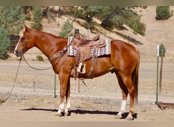American Quarter Horse, Castrone, 12 Anni, Sauro ciliegia