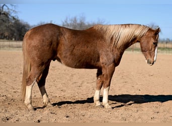 American Quarter Horse, Castrone, 12 Anni, Sauro ciliegia
