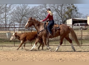 American Quarter Horse, Castrone, 12 Anni, Sauro ciliegia