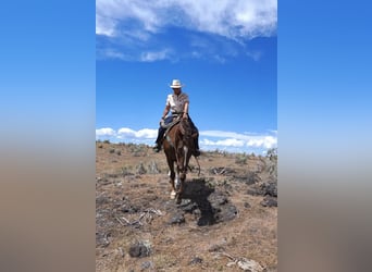American Quarter Horse, Castrone, 12 Anni, Sauro scuro