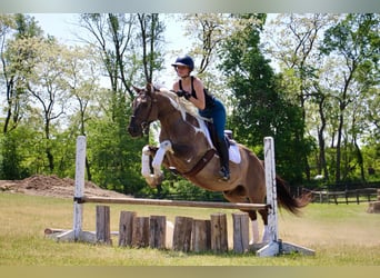 American Quarter Horse, Castrone, 12 Anni, Tobiano-tutti i colori