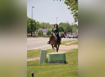American Quarter Horse, Castrone, 12 Anni, Tobiano-tutti i colori
