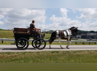 American Quarter Horse, Castrone, 12 Anni, Tobiano-tutti i colori