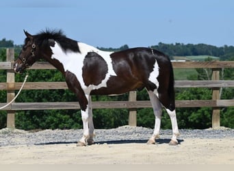American Quarter Horse, Castrone, 12 Anni, Tobiano-tutti i colori