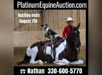 American Quarter Horse, Castrone, 12 Anni, Tobiano-tutti i colori