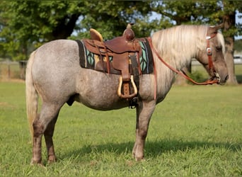 American Quarter Horse, Castrone, 13 Anni, 119 cm, Baio