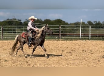 American Quarter Horse, Castrone, 13 Anni, 122 cm, Baio