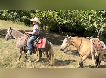 American Quarter Horse, Castrone, 13 Anni, 122 cm, Baio