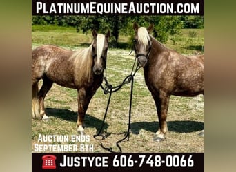 American Quarter Horse, Castrone, 13 Anni, 122 cm, Baio