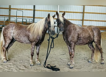 American Quarter Horse, Castrone, 13 Anni, 122 cm, Baio