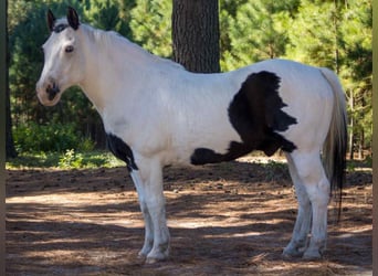 American Quarter Horse, Castrone, 13 Anni, 132 cm, Tobiano-tutti i colori