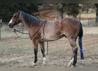 American Quarter Horse, Castrone, 13 Anni, 142 cm, Baio roano