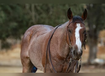 American Quarter Horse, Castrone, 13 Anni, 142 cm, Baio roano