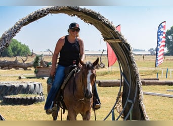 American Quarter Horse, Castrone, 13 Anni, 142 cm, Baio roano