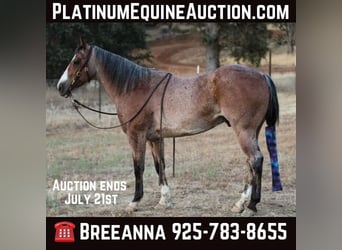 American Quarter Horse, Castrone, 13 Anni, 142 cm, Baio roano