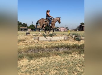 American Quarter Horse, Castrone, 13 Anni, 142 cm, Baio roano