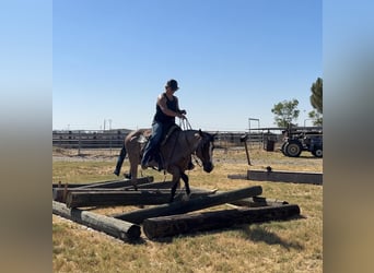 American Quarter Horse, Castrone, 13 Anni, 142 cm, Baio roano