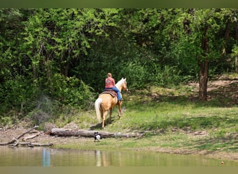 American Quarter Horse, Castrone, 13 Anni, 142 cm, Palomino