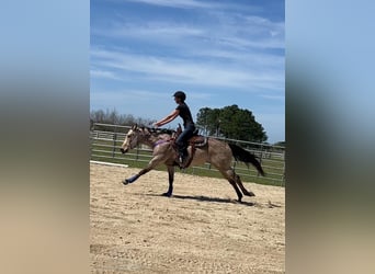 American Quarter Horse, Castrone, 13 Anni, 142 cm, Pelle di daino