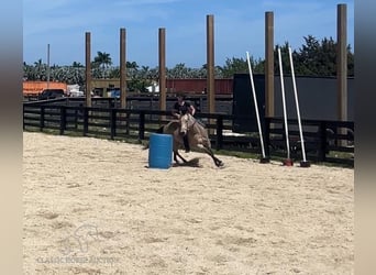 American Quarter Horse, Castrone, 13 Anni, 142 cm, Pelle di daino
