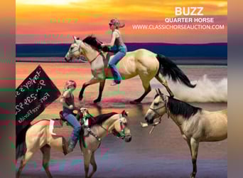 American Quarter Horse, Castrone, 13 Anni, 142 cm, Pelle di daino