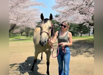 American Quarter Horse, Castrone, 13 Anni, 142 cm, Pelle di daino