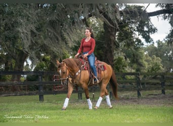 American Quarter Horse, Castrone, 13 Anni, 142 cm, Red dun