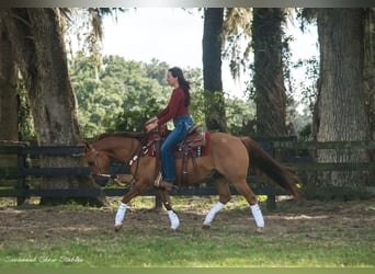 American Quarter Horse, Castrone, 13 Anni, 142 cm, Red dun