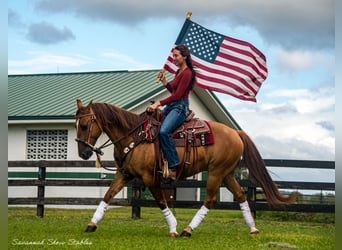 American Quarter Horse, Castrone, 13 Anni, 142 cm, Red dun