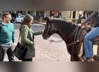 American Quarter Horse, Castrone, 13 Anni, 145 cm, Baio roano