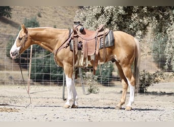American Quarter Horse, Castrone, 13 Anni, 145 cm, Overo-tutti i colori
