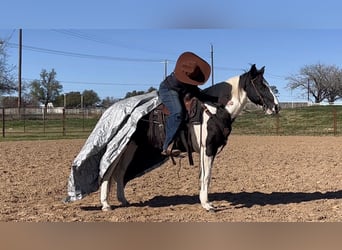 American Quarter Horse, Castrone, 13 Anni, 145 cm, Tobiano-tutti i colori