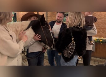 American Quarter Horse, Castrone, 13 Anni, 145 cm, Tobiano-tutti i colori