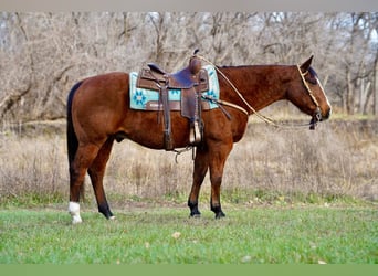 American Quarter Horse, Castrone, 13 Anni, 147 cm, Baio ciliegia