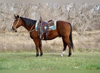 American Quarter Horse, Castrone, 13 Anni, 147 cm, Baio ciliegia
