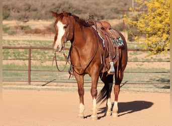 American Quarter Horse, Castrone, 13 Anni, 147 cm, Roano rosso
