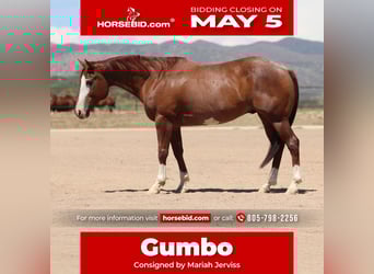 American Quarter Horse, Castrone, 13 Anni, 147 cm, Roano rosso