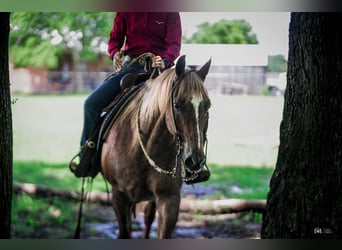 American Quarter Horse, Castrone, 13 Anni, 147 cm, Roano rosso