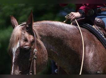 American Quarter Horse, Castrone, 13 Anni, 147 cm, Roano rosso