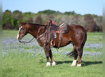 American Quarter Horse, Castrone, 13 Anni, 147 cm, Sauro ciliegia