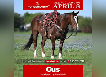American Quarter Horse, Castrone, 13 Anni, 147 cm, Sauro ciliegia