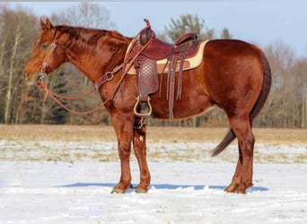 American Quarter Horse Mix, Castrone, 13 Anni, 147 cm, Sauro ciliegia