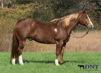 American Quarter Horse, Castrone, 13 Anni, 147 cm, Sauro scuro