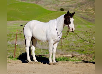 American Quarter Horse, Castrone, 13 Anni, 147 cm, Tobiano-tutti i colori