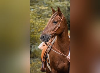 American Quarter Horse Mix, Castrone, 13 Anni, 148 cm, Sauro