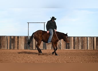 American Quarter Horse, Castrone, 13 Anni, 150 cm, Baio ciliegia