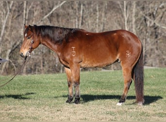 American Quarter Horse, Castrone, 13 Anni, 150 cm, Baio roano