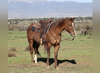 American Quarter Horse, Castrone, 13 Anni, 150 cm, Falbo
